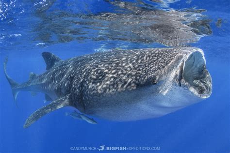 Whale Shark Snorkeling Expedition 2021 | Big Fish Expeditions | Whale ...