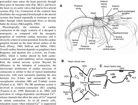 (A) Overview of circulatory anatomy of a shrimp. (B) Dorsal view of ...