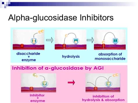 Alpha-Glucosidase Inhibitors: Uses, Dosages, Side-effects & Brand » How ...