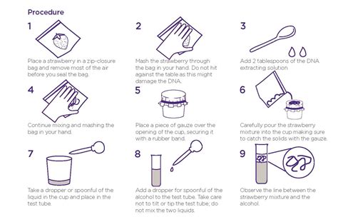 Strawberry Dna Extraction Lab Worksheet – Imsyaf.com