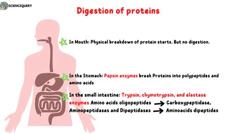 Protein Digestion: How Does it Occur and process - ScienceQuery