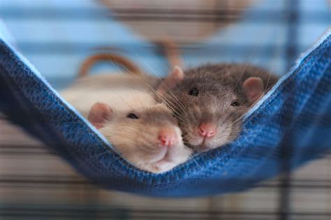 Fancy Rats: The Most Important Basics for Ownership | zooplus Magazine