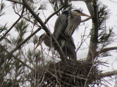 Viewing nature with Eileen: Great Blue Heron nesting