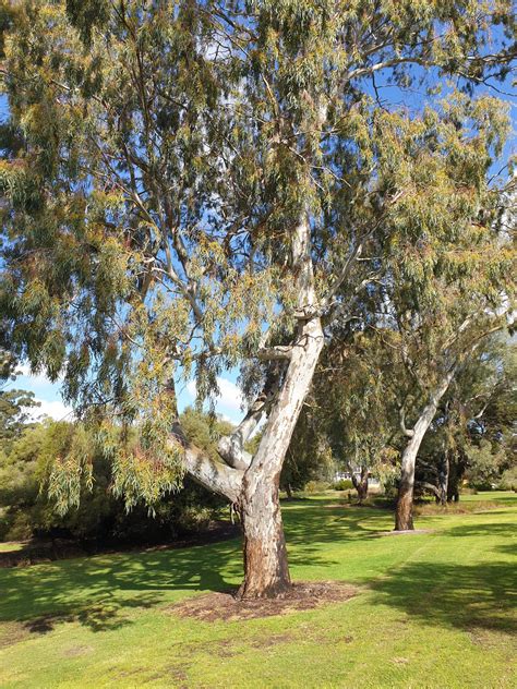 Corymbia eximia – Muchea Tree Farm