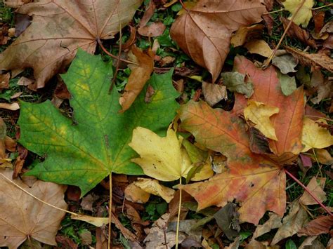 Green and Brown Leaves on ground Photography