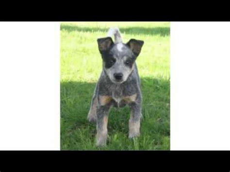 Blue Heeler Temperament - YouTube