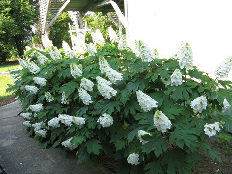 Gatsby Gal® - Oakleaf hydrangea - Hydrangea quercifolia | Oakleaf ...