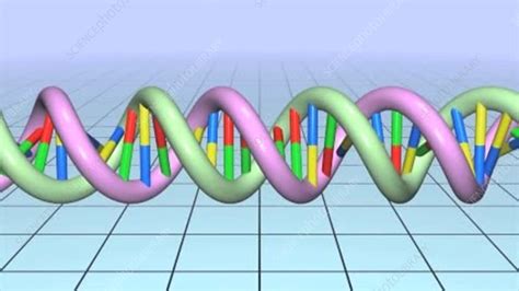 DNA molecule, animation - Stock Video Clip - K003/9335 - Science Photo ...