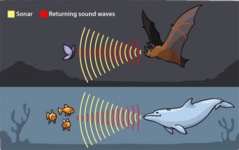 What is echolocation? • Echolocation • MyLearning