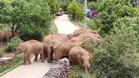 Wild elephant migration wins China's hearts - Domino Chinese