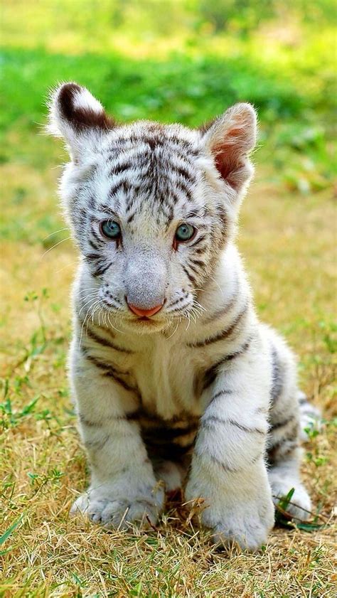 Baby white tiger!!! | animals | Pinterest | niedliche Kätzchen ...