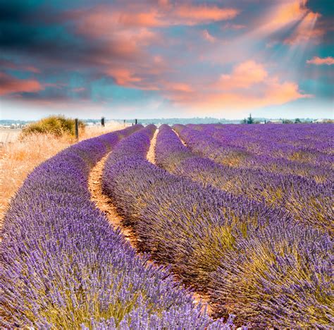 Wonderful sunset over lavender fields | Wonderful sunset ove… | Flickr