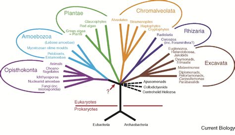 The real ‘kingdoms’ of eukaryotes: Current Biology