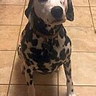 Dalmatian Puppies - Dalmatian Rescue and Adoption Near You