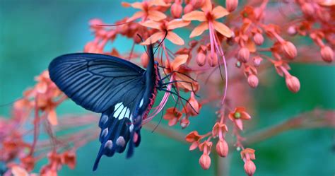 Butterfly 4K HD Wallpapers - Top Free Butterfly 4K HD Backgrounds ...