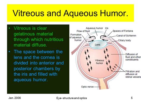 Aqueous Humor Vitreous Humor | BlaguesML