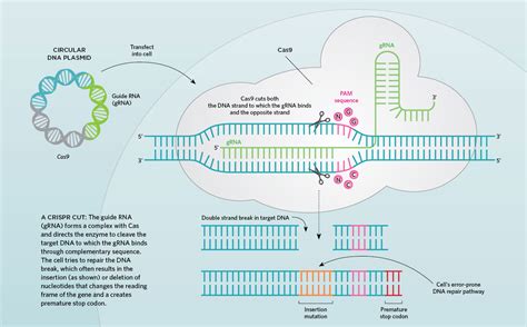 Infographic: How CRISPR Works | The Scientist Magazine®