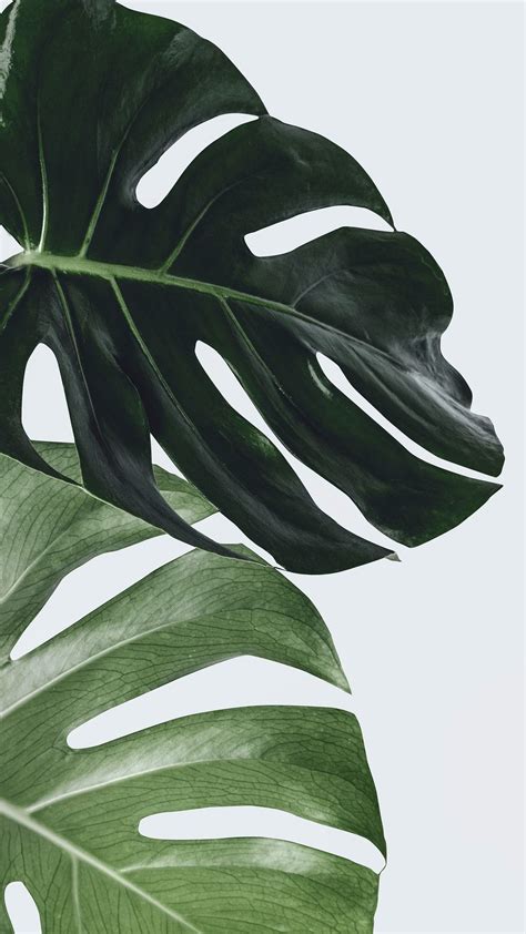 Download premium image of Monstera plant leaf wall art by Jira about ...