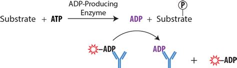 Kinase Assay Kits - BellBrook Labs