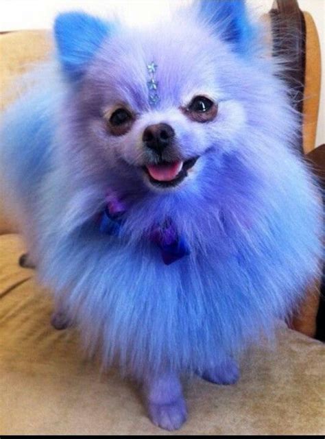 I wish I was jeffree star's dog! | Colorful dog, Blue pomeranian, Dogs