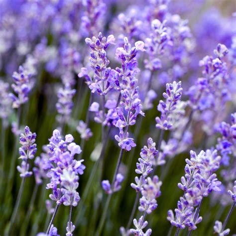 Lavender Images