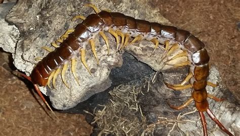 Scolopendra-subspinipes-for-sale