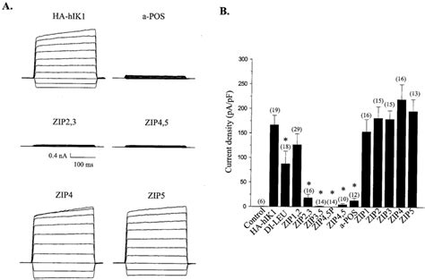 Current density measurements of leucine zipper and di-leucine motif ...