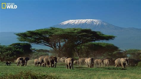 Are There Lions Near Kilimanjaro? Top Answer Update - Ecurrencythailand.com