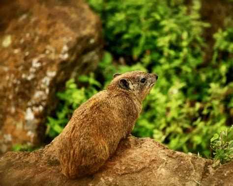 Rock Hyrax - Facts, Diet, Habitat & Pictures on Animalia.bio