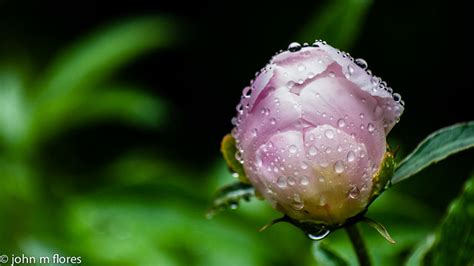 Flowers + Rainy Day = Rainy Day Flower Photos – johnmflores