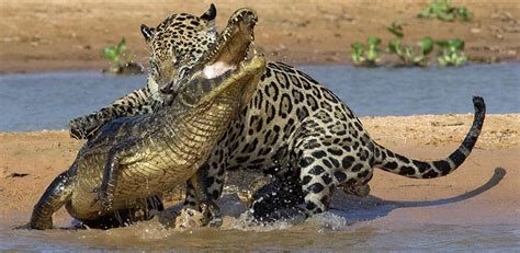 Leopard Crocodile Fight