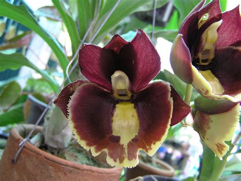 Catasetum hybrid (CTS15)