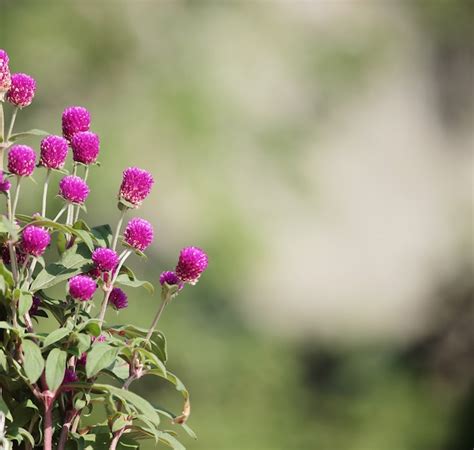 Free Photo | Flowers on blurred background