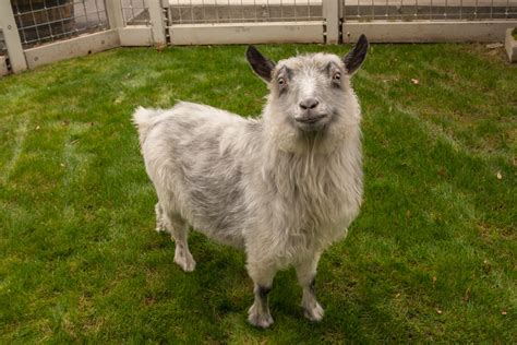 Pygora goat | Oregon Zoo