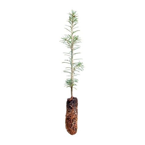 Fraser Fir | Small Tree Seedling | The Jonsteen Company - Walmart.com ...