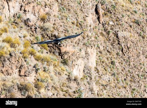 Flying condor over Colca canyon,Peru,South America. This is a condor ...