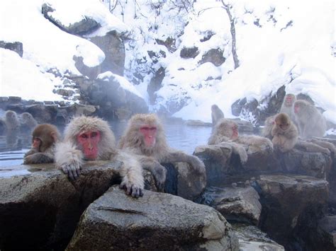 Picture of the Day: Snow Monkeys Lounging in Hot Springs » TwistedSifter