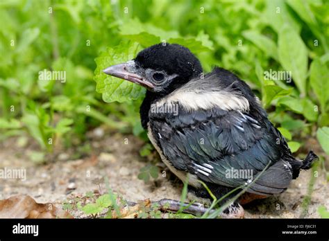 black-billed magpie (Pica pica), young bird sitting on the ground ...