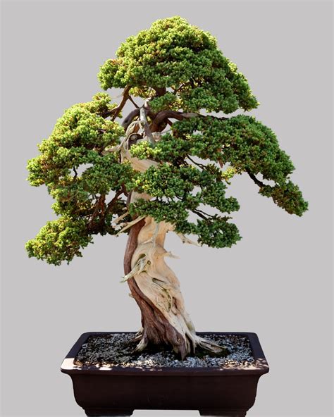 13 Types of Bonsai Trees (by Style and Shape Plus Pictures)