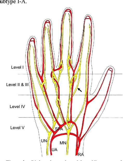 Digital Nerve Hand Anatomy