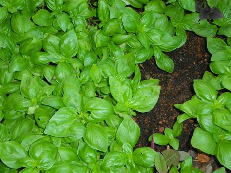 Basil Plants Thriving – Karuna Society for Animals and Nature