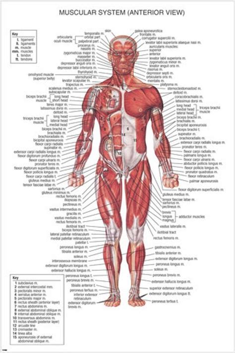 Labeled muscles of the human body