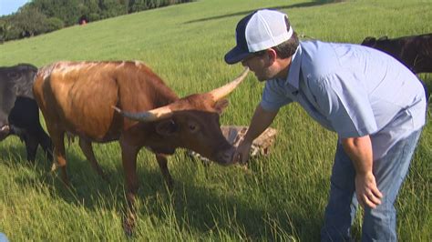 Rancher loses 10 head of cattle after lightning strike | khou.com