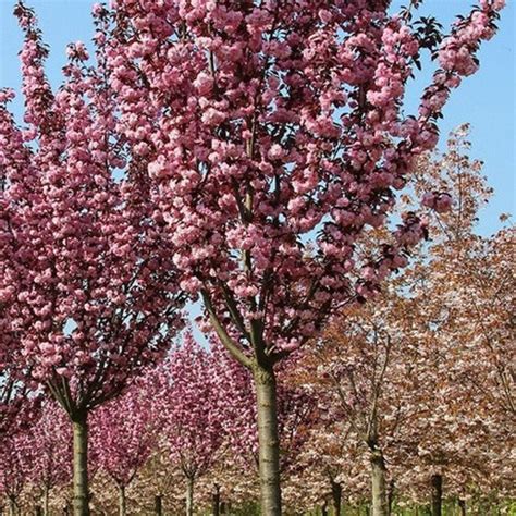 Japanese Flowering Cherry Tree Seeds prunus Serrulata - Etsy