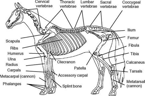 The Art of Equine - Skeletal and Muscular Systems | Skeletal and ...