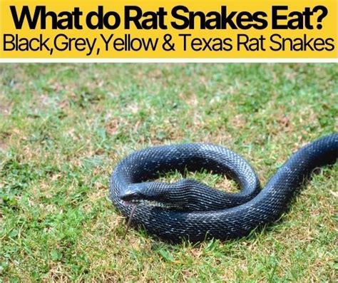 What Do Rat Snakes Eat – Black,Grey,Yellow,Texas Rat Snakes