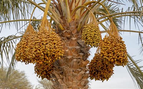 Date Palm Branches with Ripe Dates. Saudi Arabian Dates Farm Stock ...