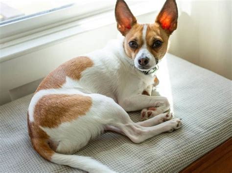 The Good and Not-So-Good Traits of Chihuahua Terrier Mix Breeds - The ...