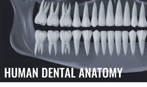 Exploring the Advantages of Dental Cone Beam 3D Imaging