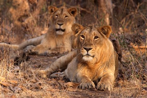 Gir National Park: The Complete Guide